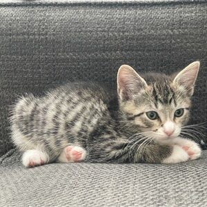 Meet your Posher, Elaine